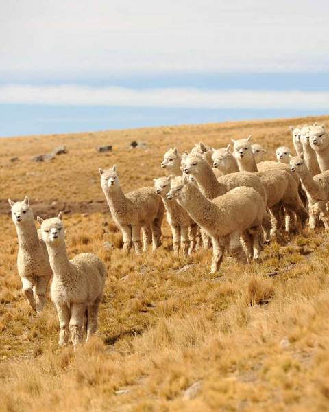 qualita della lana di alpaca alpaca liberi