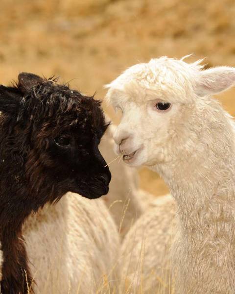 alpaca in liberta bianco e nero