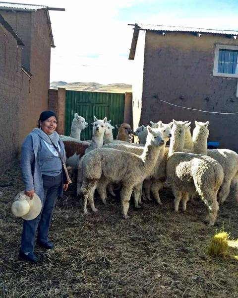 Alpakazucht in Peru