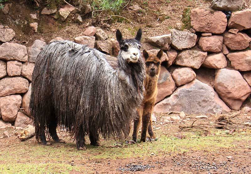 Peru: Alpaka und Farben