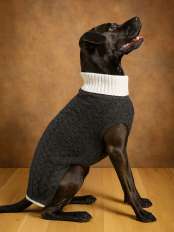 Alpaka-Hundepullover Lucky.