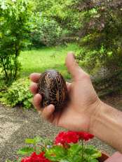 Reale Größe der Shipibo-Rassel in der Hand